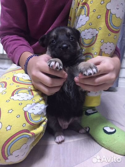 Отдам щенков вео