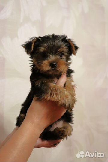 Йоркширский терьер щенки