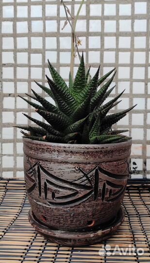 Хавортия Лимифолия, Алое Декоративное, в керамике