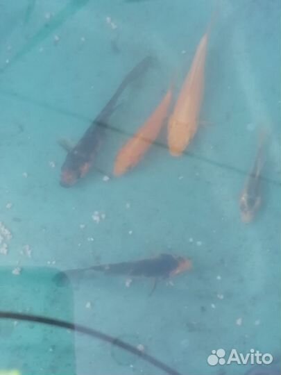 Живая рыба карп