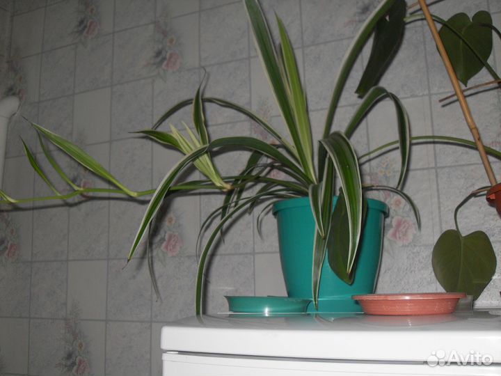 Хлорофитум