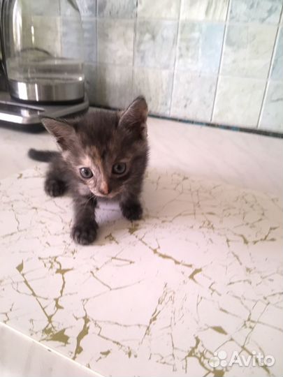 Отдаю котят в добрые руки