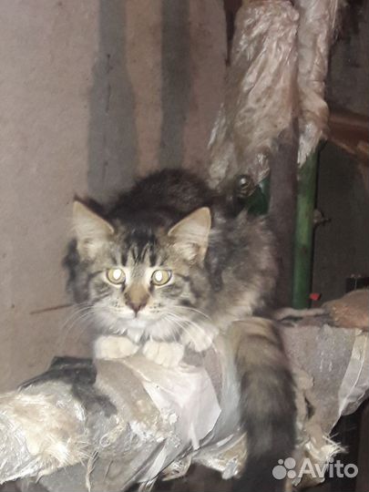Котенок бесплатно