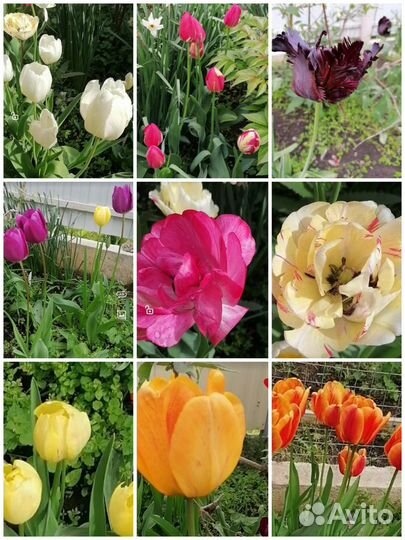 Луковицы тюльпанов