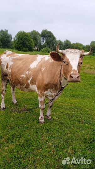 Коровы дойные молочные 3 ш