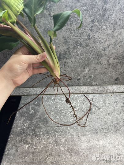 Филодендроны