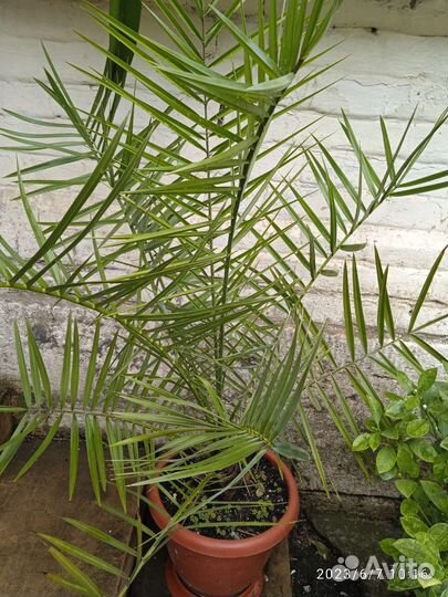 Финиковая пальма