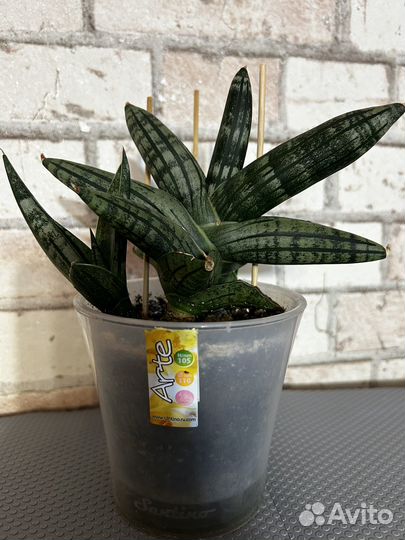 Сансевиерии сортовые, коллекционные