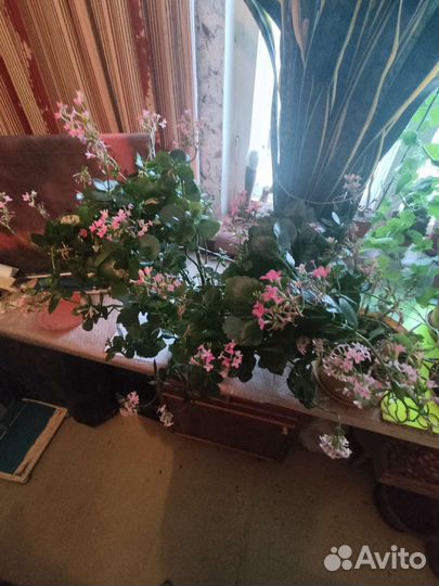 Каланхое растение