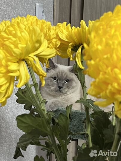 Вязка с шотландским котом