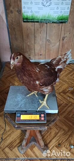 Куры Несушки