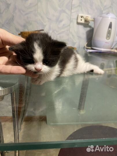 Кошка в дар