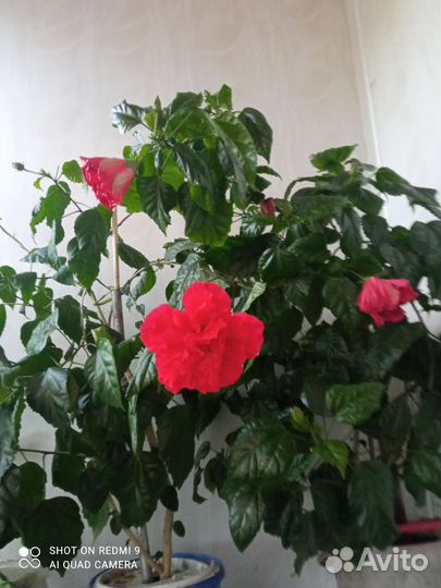 Гибискус китайская роза
