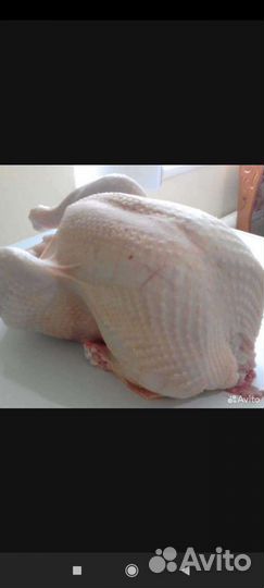 Домашняя индейка