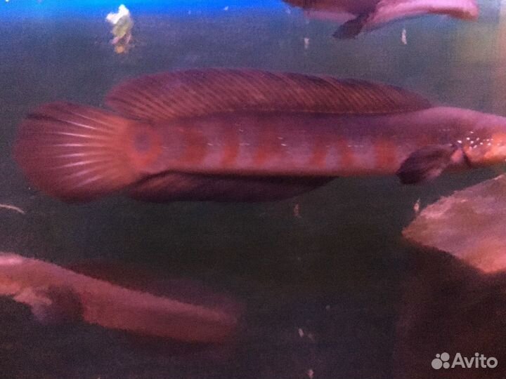 Сомы Коридорасы