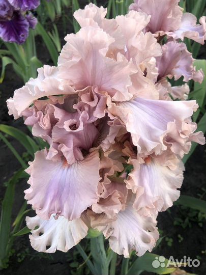 Сортовые бородатые ирисы