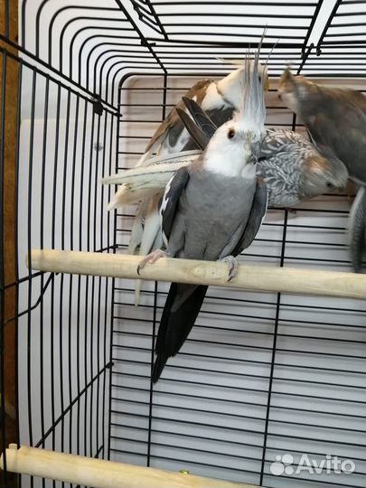 Попугай корелла какарик