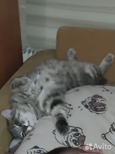 Домашние животные