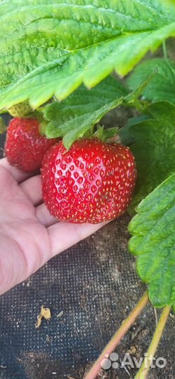 Ремонтатная клубника Елизавета II