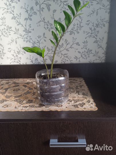 Замиокулькас