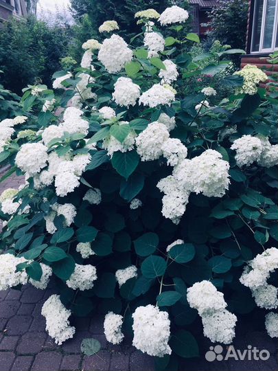 Гортензия древовидная