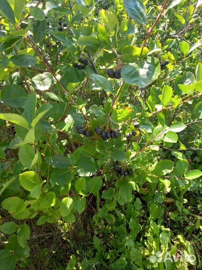 Черноплодная рябина ягоды