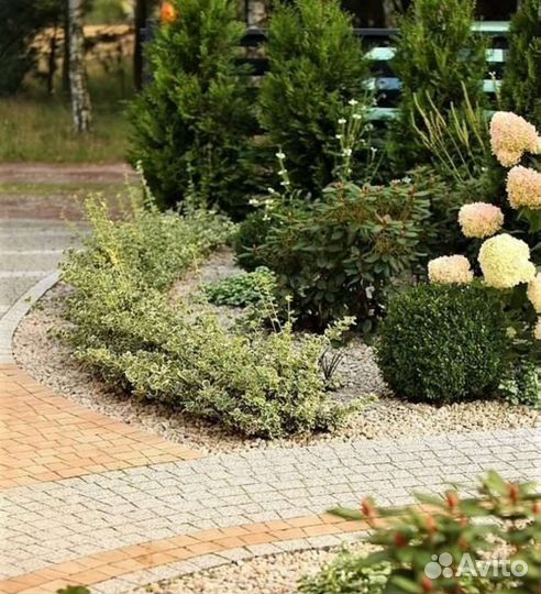 Бересклет форчуна