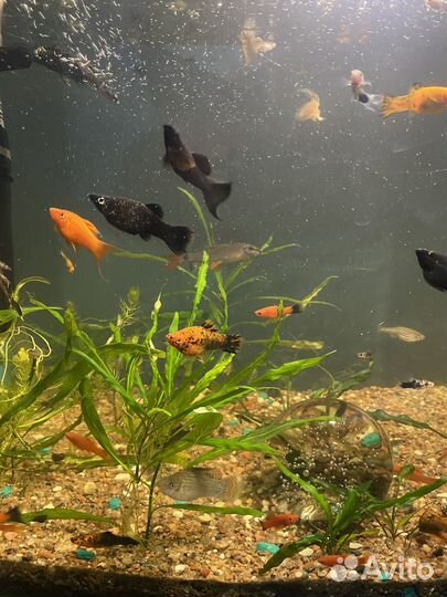 Аквариум с рыбками