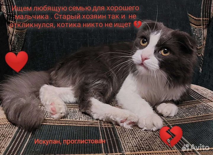 Пушистик потеряшка