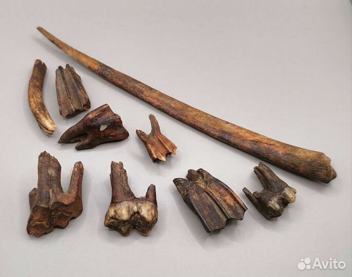 Зубы и кости древних животных / Окаменелости