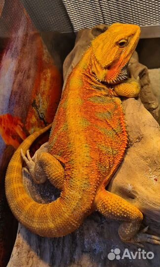 Бородатая агама
