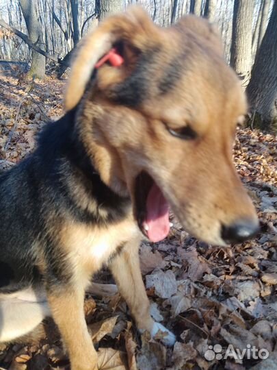 Найдена собака, дворь