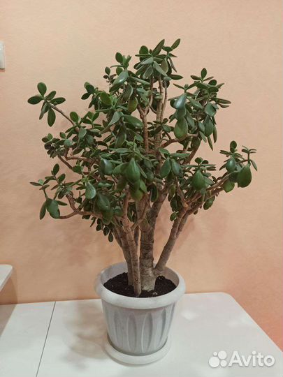 Крассула (толстянка, денежное дерево)