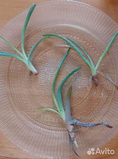 Алоэ корешки