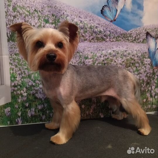 Бесплатная стрижка собак и кошек у стажера