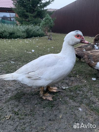 Селезень индоутки на племя