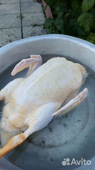 Утка Мулард