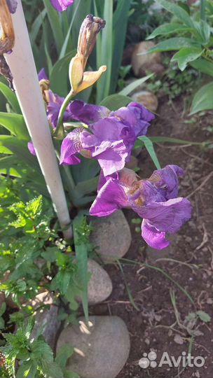 Ирисы