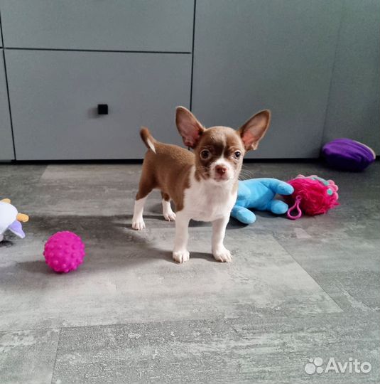 Случка чихуахуа