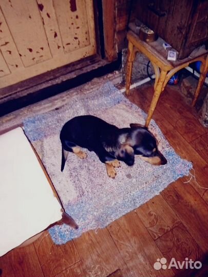 Собака в добрые руки отдам бесплатно