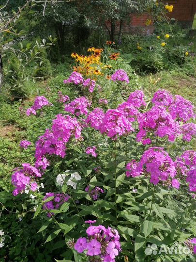 Хоста, флоксы, традесканция садовая