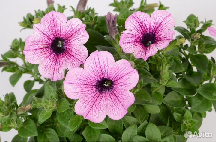 Рассада ампельная Петуния Пендолино многоцветковая