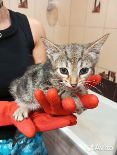 Кошка в дар бесплатно