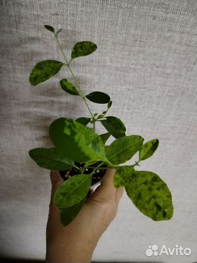 Клеродендрум инерме вар