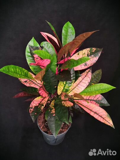 Кротон миссис айстон 19/60-68