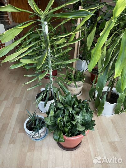 Комнатные растения цветы большие