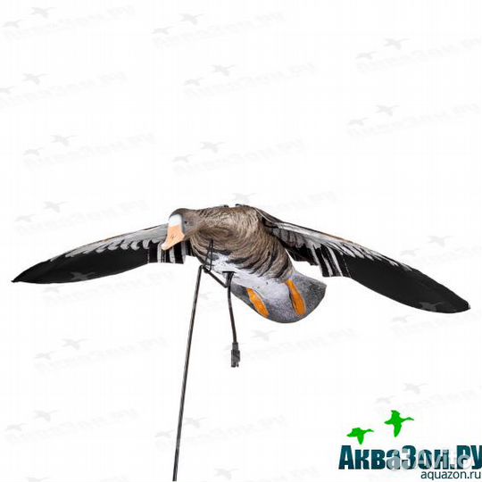 Махокрыл белолобик Duck Mania