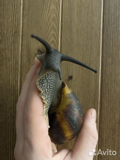 Ахатина маргината, пауки, тараканы