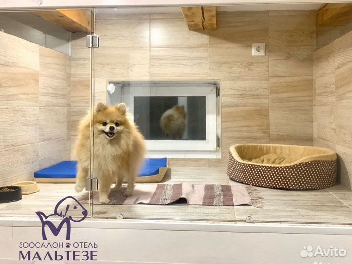 Зоогостиница для собак и для кошек, зооняня