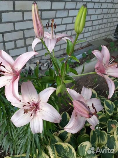 Гиппиаструм